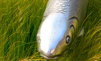 网络手机号呼叫软件免费版